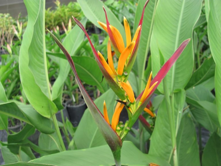 Heliconia Psittacorum Peter Bacon Suncoast Australia