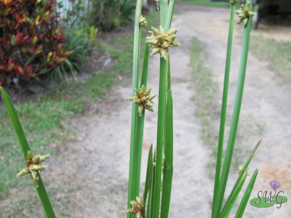 Schoenoplectus mucronatus Three Cornered Rush