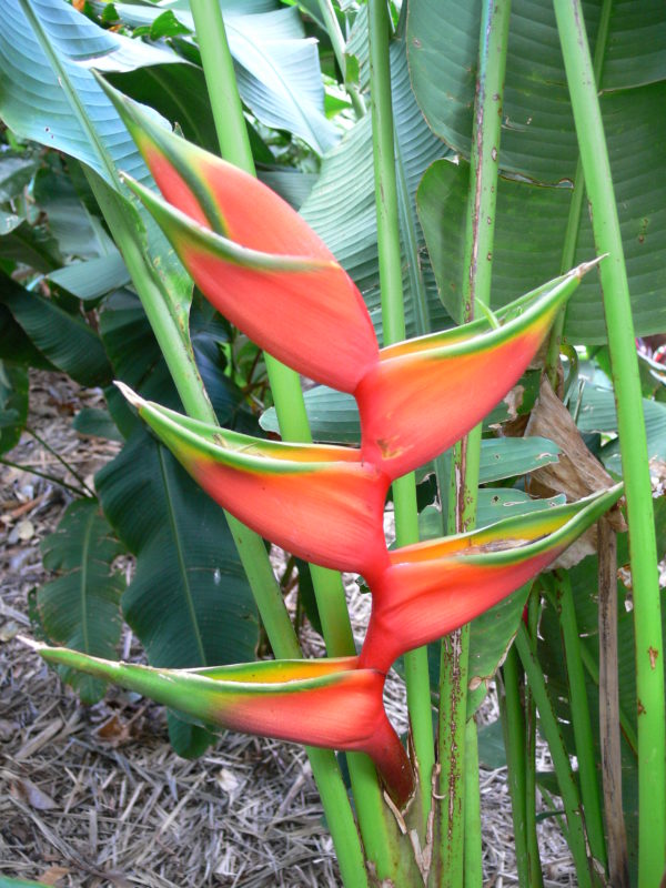 Heliconia bihai Hong Kong Claw