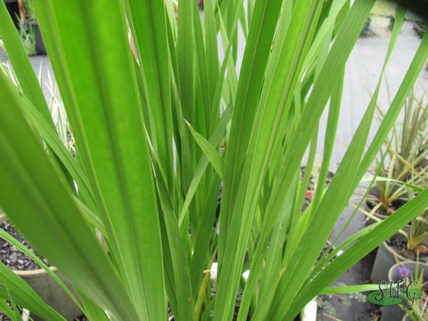 Acorus calamus Giant rush