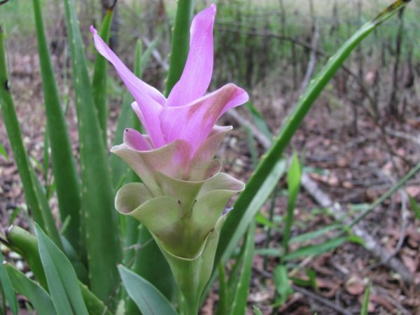 Curcuma alismatifolia Pink