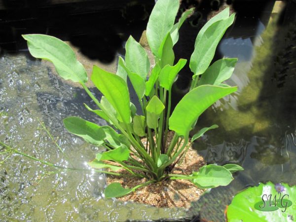 Alisma plantago Water plantain