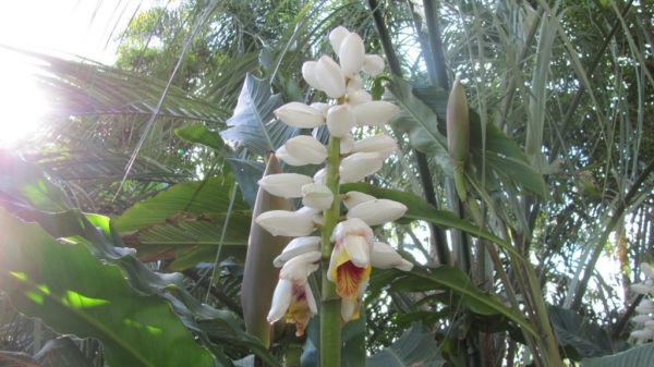 Alpinia Giant White