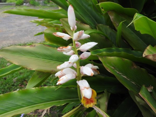 Alpinia nutans Dwarf Cardamom