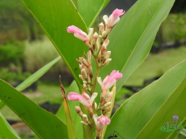 Alpinia aquatica