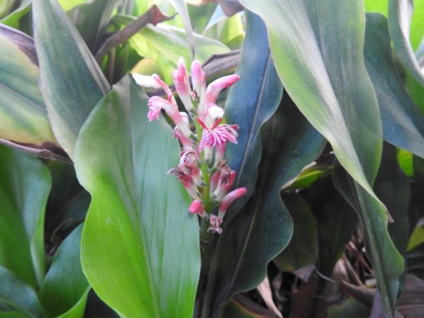 Alpinia japonica Pepperment Stick