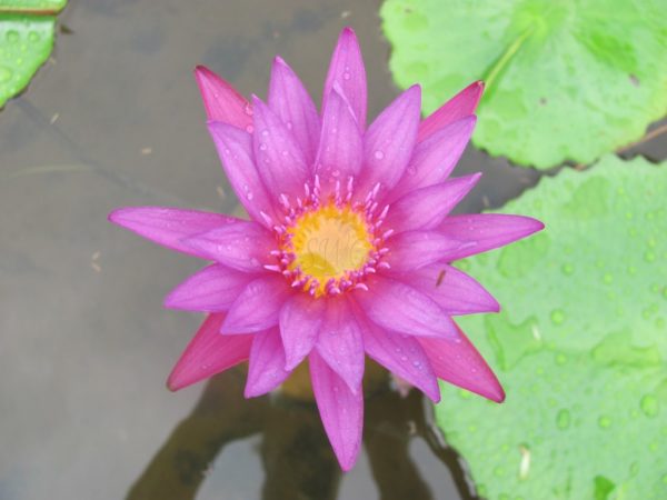 Waterlily Tropical American Beauty