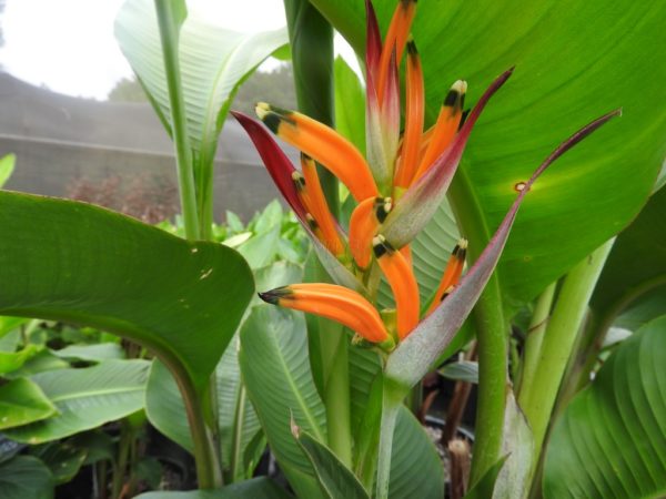 Heliconia psittacorum Andromeda