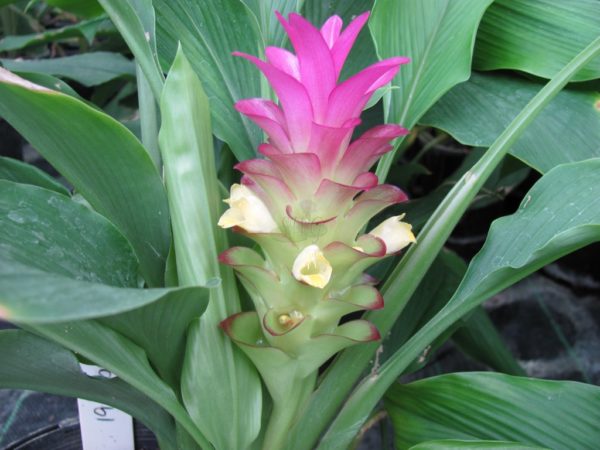 Curcuma australasica Anita Miniature Cape York