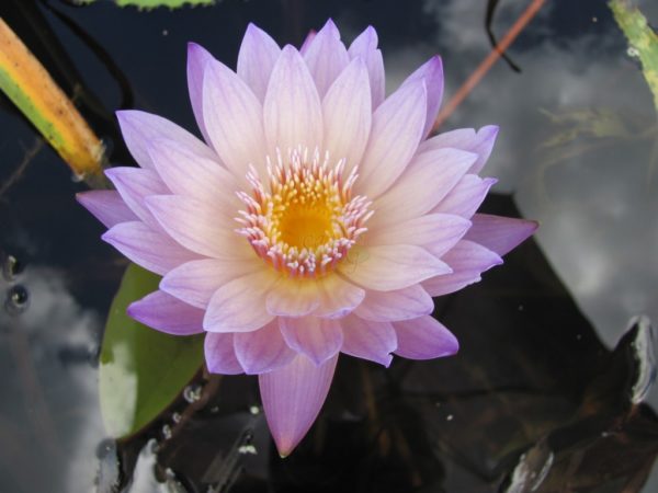 Waterlily Tropical Ann Emmett