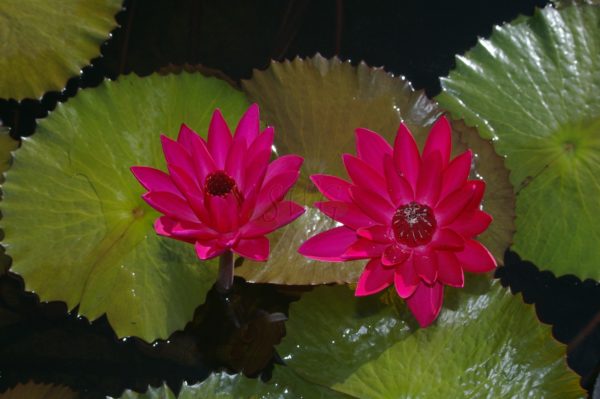 Waterlily Tropical Nocturnal Antares