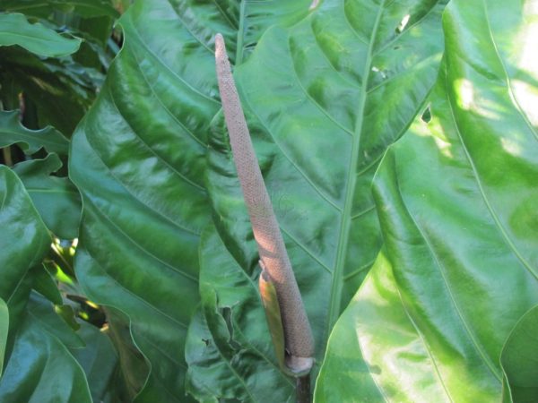 Anthurium Schlechtendalii Birds Nest