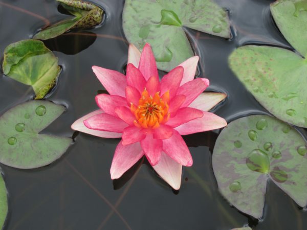 Waterlily Hardy Aurora