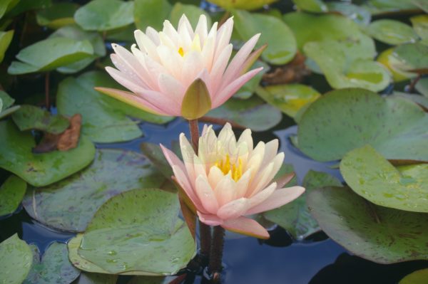 Waterlily Hardy Barbara Dobbins