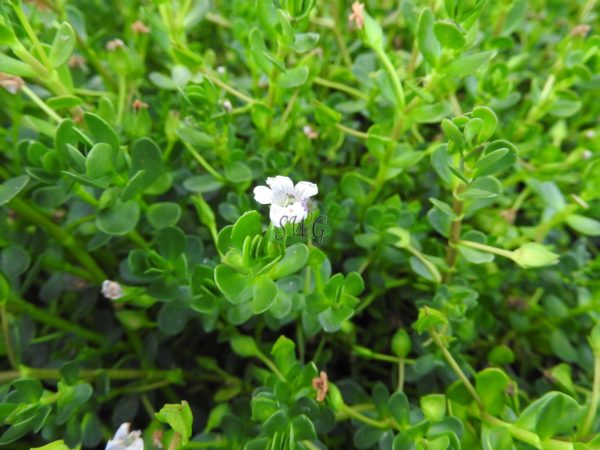 bacopa monniera water Hyssop (Brahmi) Memory Herb