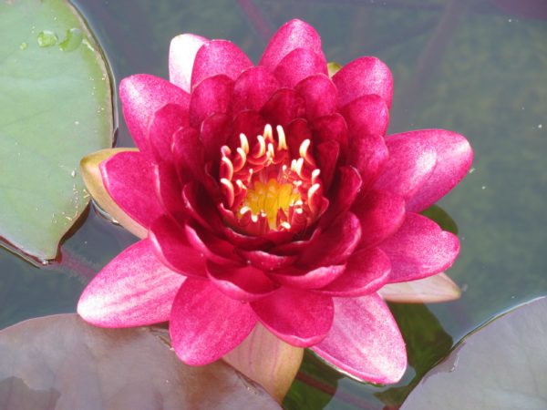 Waterlily Hardy Black Princess