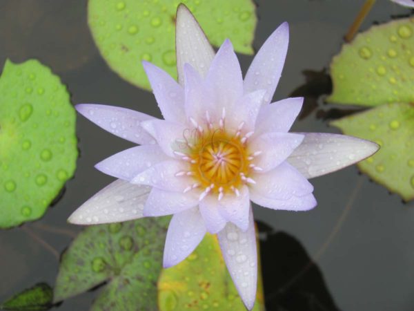 Waterlily Tropical Blue Triumph