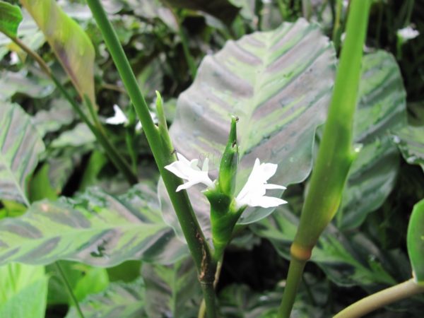 Calathea Louisae