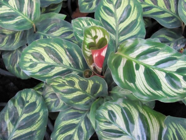 Calathea Makoyana