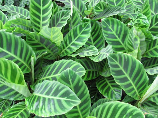 Calathea Zebrina