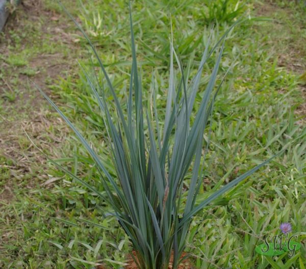 Carex riparia Blue sedge