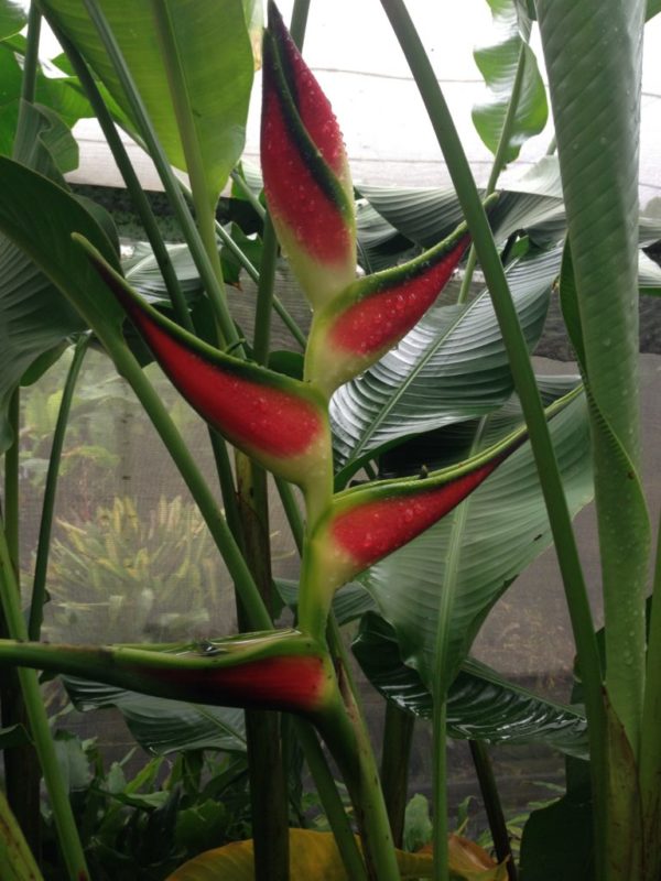 Heliconia orthotricha Carnival