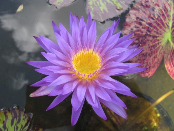 Waterlily Tropical Charlie’s Violet Wonder