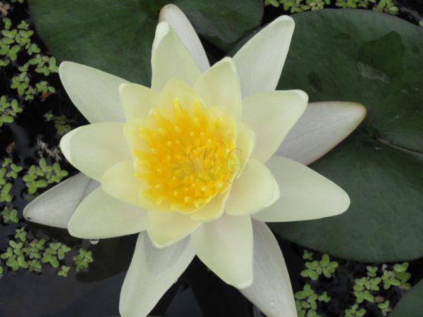 Waterlily Hardy Marliacea Chromatella