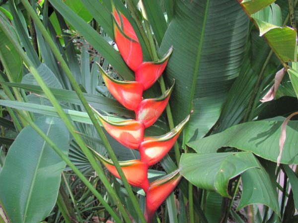 Heliconia bihai Claw 11