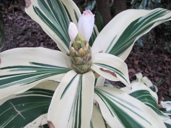 Costus Arabicus Variegatus