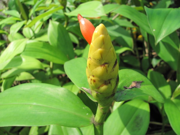 Costus Belize Yellow