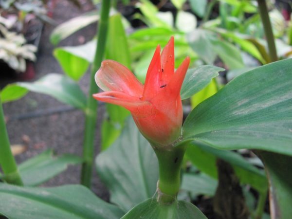 Costus Strawberry Bud