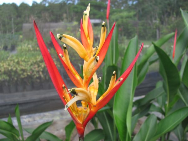 Heliconia psittacorum Red Devil