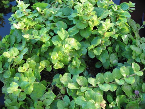 Lysimachia nummularia Creeping Jenny