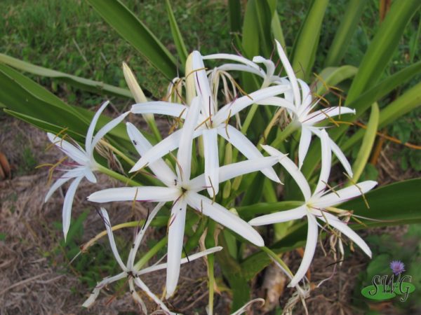 Crinum pendiculatim Swamp Crinum