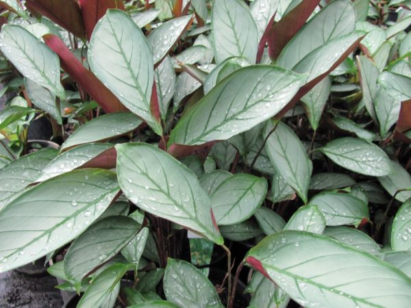 Ctenanthe Grey Star