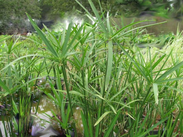 Cyperus Gracillis Dwarf Umbrella Grass