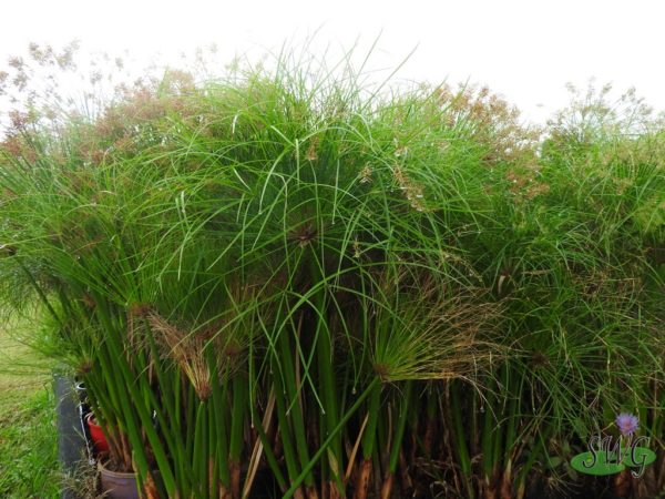 Cyperus percamenthus Dwarf Giant Papyrus