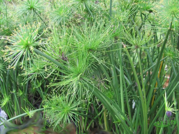 Cyperus Prolifer syn. Dwarf PapyrusvCyperus Prolifer syn. Dwarf PapyrusCyperus Prolifer syn. Dwarf Papyrus