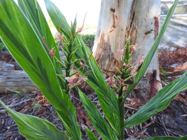 Hedychium coccineum Apricot Variegated