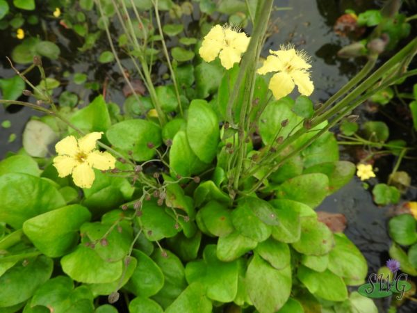 Villarsia umbricola Yellow Marsh Flower