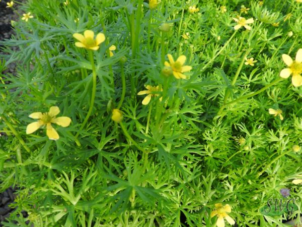 Ranunculus riverularis River Buttercup