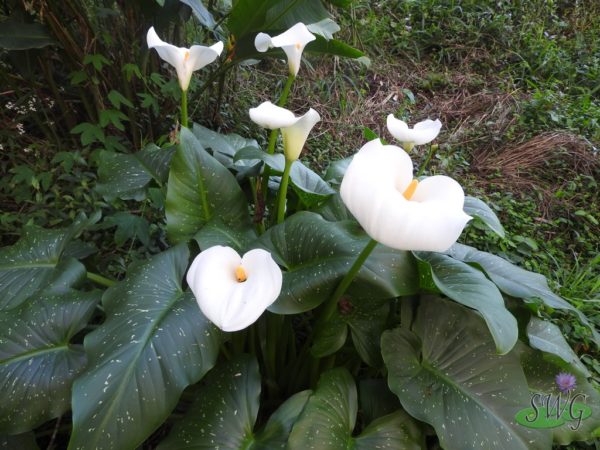 Zantedescia aethiopica White Arum