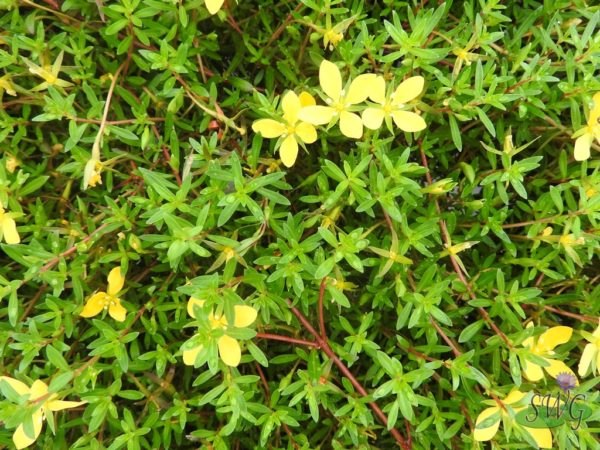 Ludwigia arcurata Needle Primrose