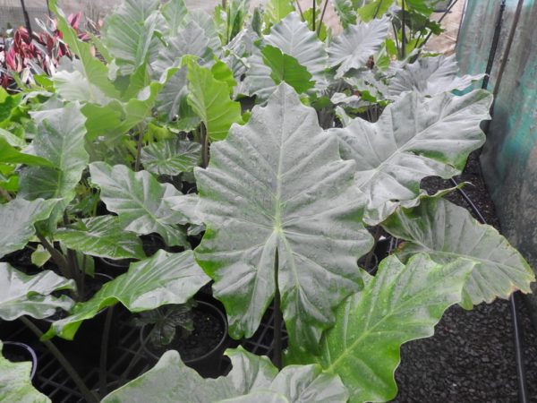 Alocasia Portadora