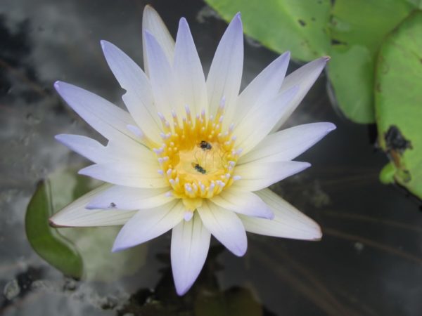 Waterlily Tropical Daubenyana