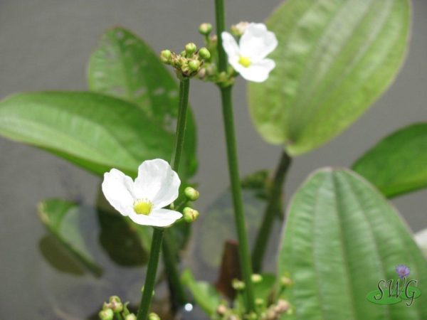 Echinodorus cordifolius Sword plant