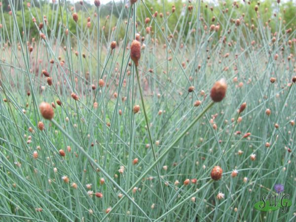 Fimbrimstylus tetragona Brown Drumsticks