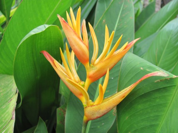 Heliconia psittacorum x spathocircinata Golden Torch Adrian