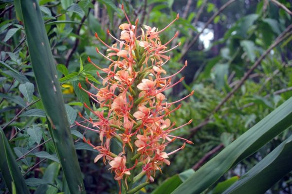 Hedychium Coccineum Apricot